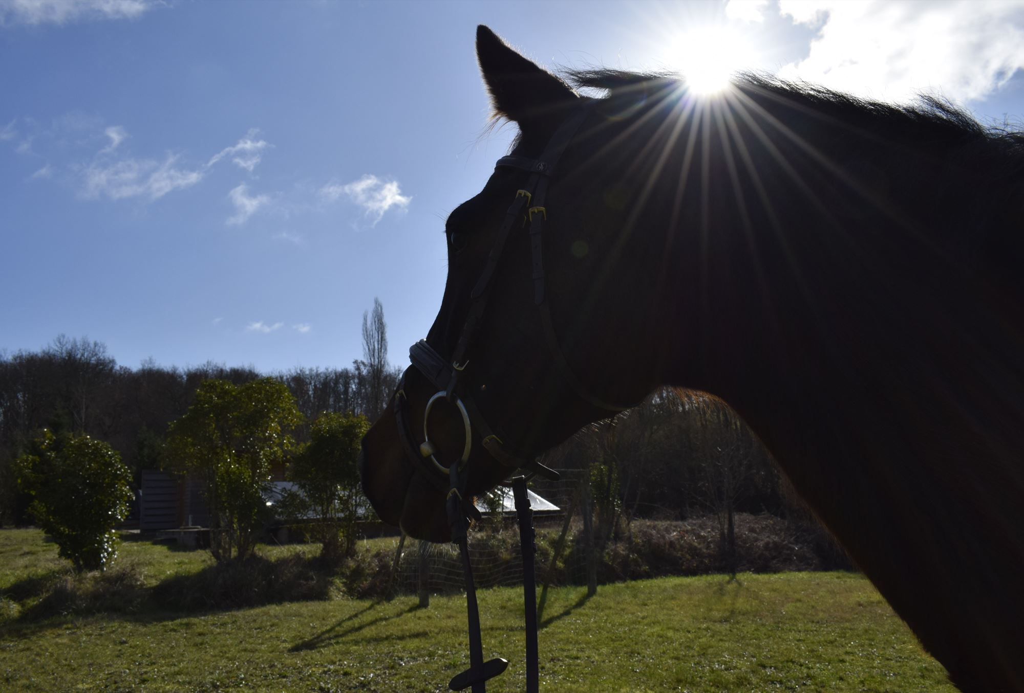 Cheval dans un champ